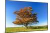 Solitary Oak in Autumn Forest, Foliage Is Blown by the Wind, Harz, Near Hasselfelde, Saxony-Anhalt-Andreas Vitting-Mounted Photographic Print