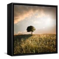 Solitary Oak Tree in the Sunset-ollirg-Framed Stretched Canvas