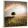 Solitary Oak Tree in the Sunset-ollirg-Framed Premium Photographic Print