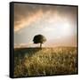 Solitary Oak Tree in the Sunset-ollirg-Framed Stretched Canvas