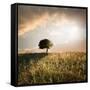 Solitary Oak Tree in the Sunset-ollirg-Framed Stretched Canvas