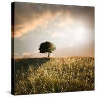 Solitary Oak Tree in the Sunset-ollirg-Stretched Canvas