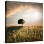 Solitary Oak Tree in the Sunset-ollirg-Stretched Canvas