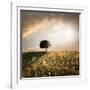 Solitary Oak Tree in the Sunset-ollirg-Framed Photographic Print