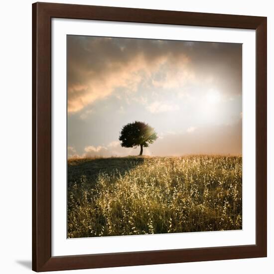 Solitary Oak Tree in the Sunset-ollirg-Framed Photographic Print