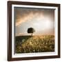 Solitary Oak Tree in the Sunset-ollirg-Framed Photographic Print