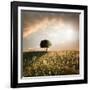 Solitary Oak Tree in the Sunset-ollirg-Framed Photographic Print