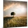 Solitary Oak Tree in the Sunset-ollirg-Mounted Photographic Print