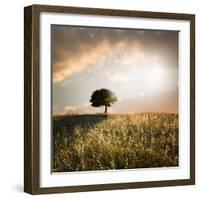 Solitary Oak Tree in the Sunset-ollirg-Framed Photographic Print