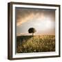 Solitary Oak Tree in the Sunset-ollirg-Framed Photographic Print