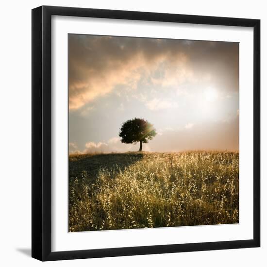 Solitary Oak Tree in the Sunset-ollirg-Framed Photographic Print