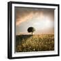 Solitary Oak Tree in the Sunset-ollirg-Framed Photographic Print