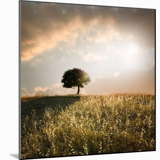 Solitary Oak Tree in the Sunset-ollirg-Mounted Photographic Print