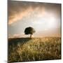 Solitary Oak Tree in the Sunset-ollirg-Mounted Photographic Print