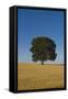 Solitary oak tree stands in a cropped field-Charles Bowman-Framed Stretched Canvas