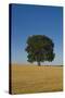 Solitary oak tree stands in a cropped field-Charles Bowman-Stretched Canvas