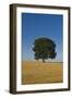 Solitary oak tree stands in a cropped field-Charles Bowman-Framed Photographic Print