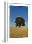 Solitary oak tree stands in a cropped field-Charles Bowman-Framed Photographic Print