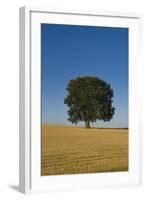 Solitary oak tree stands in a cropped field-Charles Bowman-Framed Photographic Print