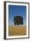 Solitary oak tree stands in a cropped field-Charles Bowman-Framed Photographic Print