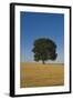Solitary oak tree stands in a cropped field-Charles Bowman-Framed Photographic Print