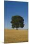 Solitary oak tree stands in a cropped field-Charles Bowman-Mounted Photographic Print