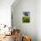 Solitary oak tree stands in field in Surrey-Charles Bowman-Photographic Print displayed on a wall