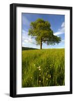 Solitary oak tree stands in field in Surrey-Charles Bowman-Framed Photographic Print