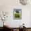 Solitary oak tree stands in field in Surrey-Charles Bowman-Framed Photographic Print displayed on a wall