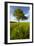 Solitary oak tree stands in field in Surrey-Charles Bowman-Framed Photographic Print