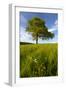 Solitary oak tree stands in field in Surrey-Charles Bowman-Framed Photographic Print