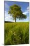 Solitary oak tree stands in field in Surrey-Charles Bowman-Mounted Photographic Print