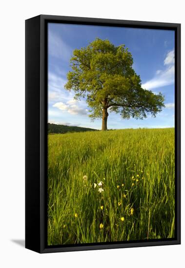 Solitary oak tree stands in field in Surrey-Charles Bowman-Framed Stretched Canvas