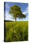 Solitary oak tree stands in field in Surrey-Charles Bowman-Stretched Canvas