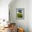 Solitary oak tree stands in field in Surrey-Charles Bowman-Framed Photographic Print displayed on a wall