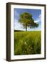 Solitary oak tree stands in field in Surrey-Charles Bowman-Framed Photographic Print