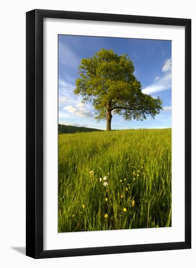 Solitary oak tree stands in field in Surrey-Charles Bowman-Framed Photographic Print