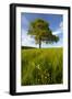 Solitary oak tree stands in field in Surrey-Charles Bowman-Framed Photographic Print