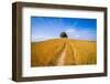 Solitary oak-Marco Carmassi-Framed Photographic Print