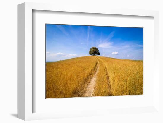 Solitary oak-Marco Carmassi-Framed Photographic Print