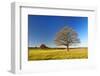 Solitary Oaks on Meadow in Autumn, Harz, Near Hasselfelde, Saxony-Anhalt, Germany-Andreas Vitting-Framed Photographic Print