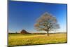 Solitary Oaks on Meadow in Autumn, Harz, Near Hasselfelde, Saxony-Anhalt, Germany-Andreas Vitting-Mounted Photographic Print