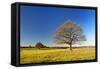 Solitary Oaks on Meadow in Autumn, Harz, Near Hasselfelde, Saxony-Anhalt, Germany-Andreas Vitting-Framed Stretched Canvas