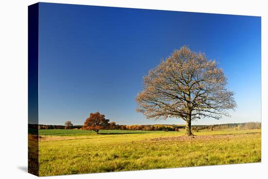 Solitary Oaks on Meadow in Autumn, Harz, Near Hasselfelde, Saxony-Anhalt, Germany-Andreas Vitting-Stretched Canvas