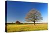 Solitary Oaks on Meadow in Autumn, Harz, Near Hasselfelde, Saxony-Anhalt, Germany-Andreas Vitting-Stretched Canvas