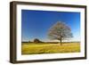 Solitary Oaks on Meadow in Autumn, Harz, Near Hasselfelde, Saxony-Anhalt, Germany-Andreas Vitting-Framed Photographic Print