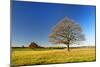 Solitary Oaks on Meadow in Autumn, Harz, Near Hasselfelde, Saxony-Anhalt, Germany-Andreas Vitting-Mounted Photographic Print