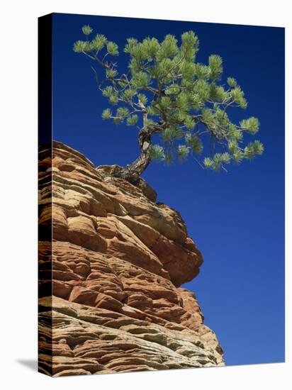 Solitary Ponderosa Pine on Top of a Sandstone Outcrop in the Zion National Park, in Utah, USA-Tomlinson Ruth-Stretched Canvas