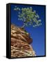 Solitary Ponderosa Pine on Top of a Sandstone Outcrop in the Zion National Park, in Utah, USA-Tomlinson Ruth-Framed Stretched Canvas