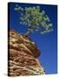 Solitary Ponderosa Pine on Top of a Sandstone Outcrop in the Zion National Park, in Utah, USA-Tomlinson Ruth-Stretched Canvas